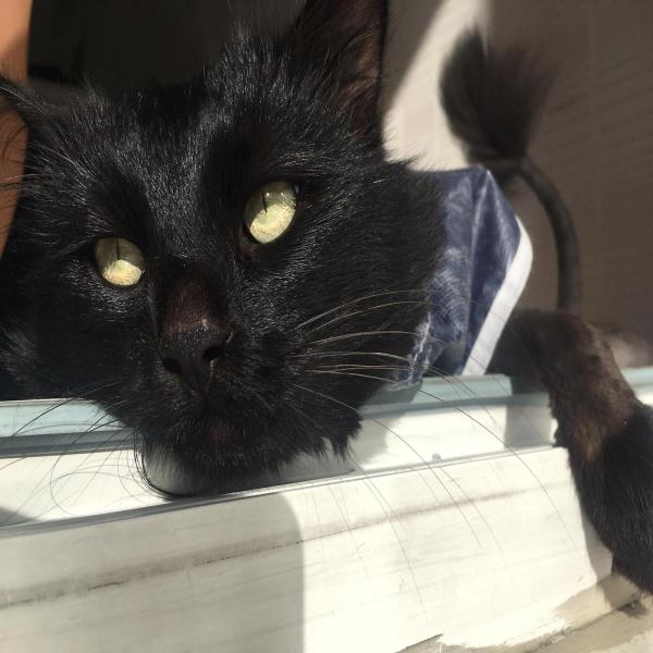 Pi Veteriner Klinigi